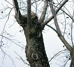 Poor pruning (topping)