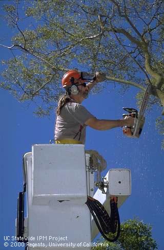 A truck lift provides access to high tree limbs for removal by chain saw.