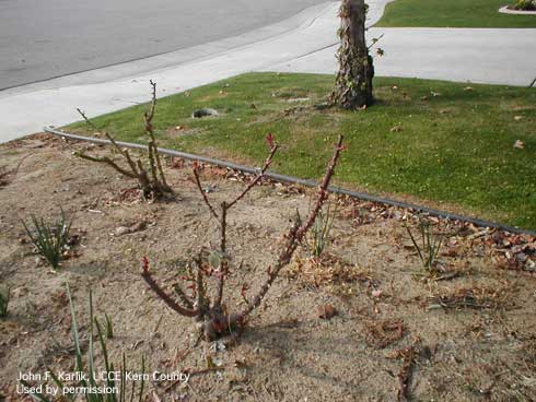 Rose bushes pruned in a vase-shaped configuration.