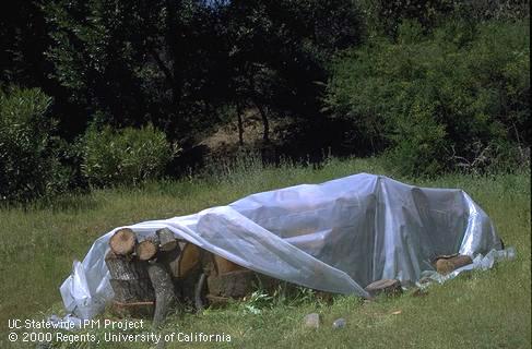 Firewood that was solarized to kill immature, bark- and wood-boring beetles so they do not mature into adults and emerge to infest other trees.