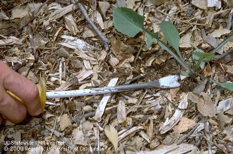 Weed control in rose bed.