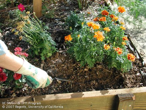 A hand tine can be used to remove annual weeds in flowerbeds.