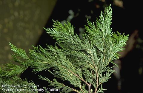 Incense cedar foliage.