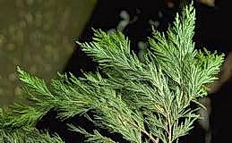 Foliage of an incense cedar tree