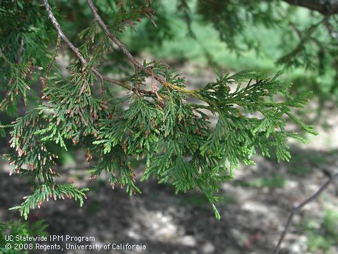 Foliage of western red cedar, <I>Thuja plicata</I>.