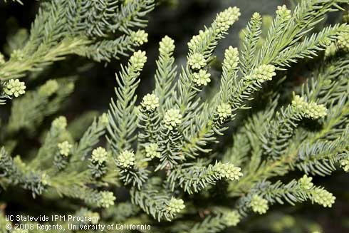 Foliage of Japanese cedar, <I>Cryptomeria japonica</I> 'Black Dragon.'.