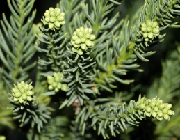 Foliage of Japanese foliage