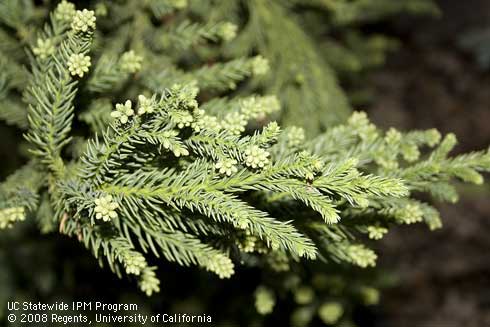 Foliage of Japanese cedar, <I>Cryptomeria japonica</I> 'Black Dragon.'.