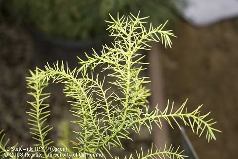 Foliage of Japanese plume cedar, <I>Cryptomeria japonica</I> 'Elegans.'.