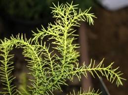 Japanese plume cedar