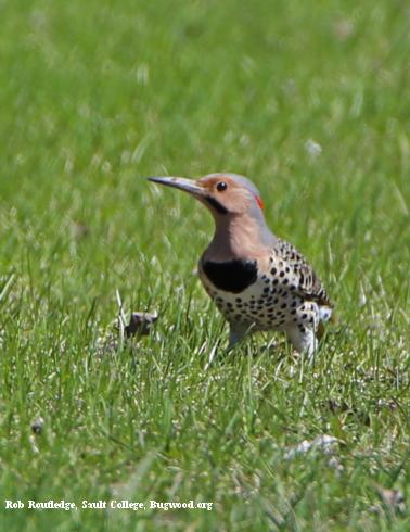 Northern flicker.