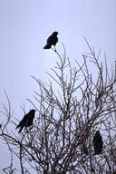 Adult common crow.