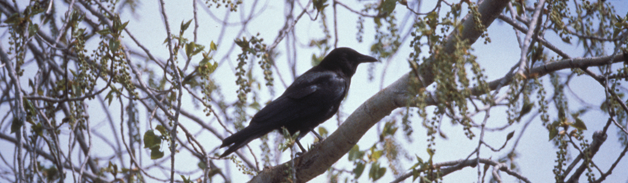 American crow.