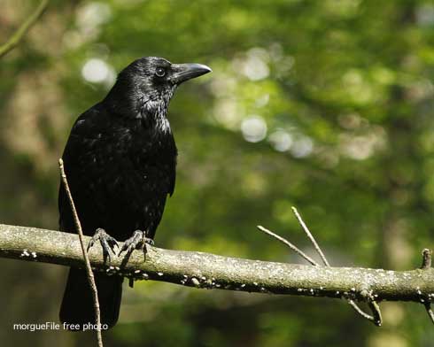 American crow perched on tree limb.