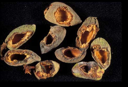 Almonds damaged by crows, <i>Corvus brachyrhynchos.</i>.