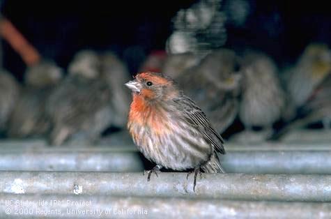 Adult house finch, linnet.