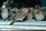 House finch