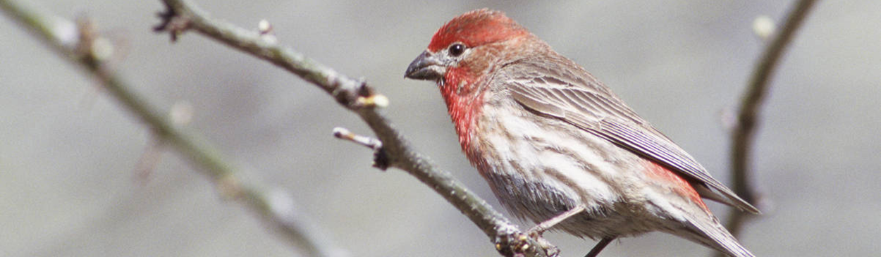 Adult house finch, Carpodacus mexicanus.