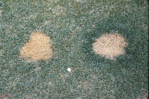 Turfgrass killed by dog urine.  