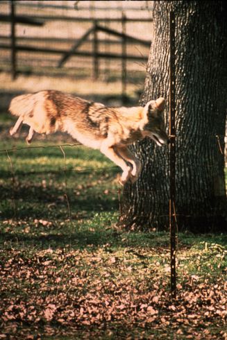 Coyotes have the ability to go under, through, or over many types of fences.