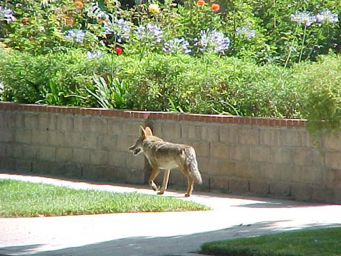 Some coyotes have adapted to life in residential neighborhoods, parks, and open spaces.