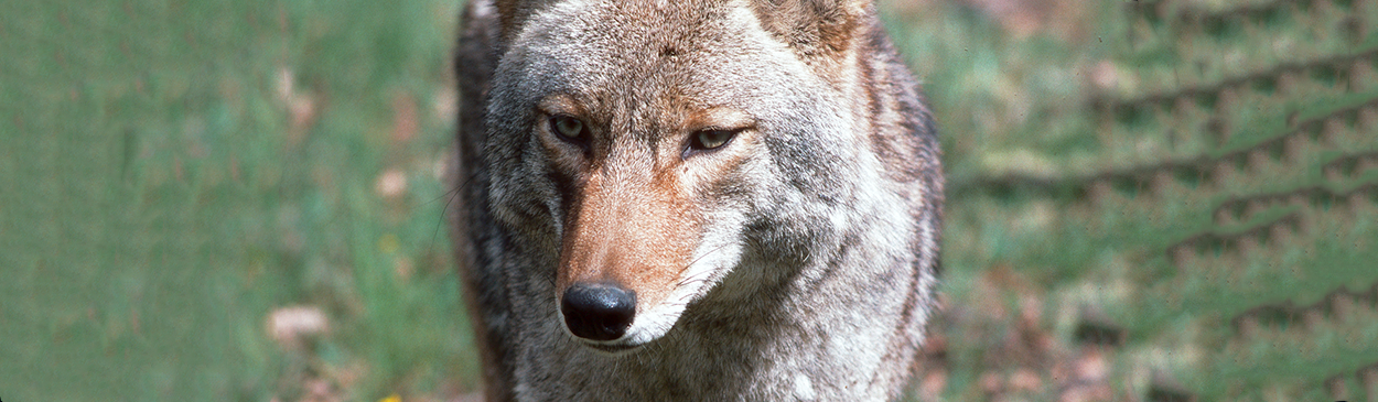 Adult coyote, Canis latrans.