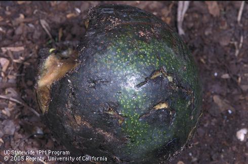 Avocado damaged by a coyote, <I>Canis latrans.</I>  .