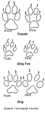 A comparison of size and shape of footprints of the coyote, gray fox, and a large domestic dog. A gray fox footprint is similar to a small dog, but narrower.