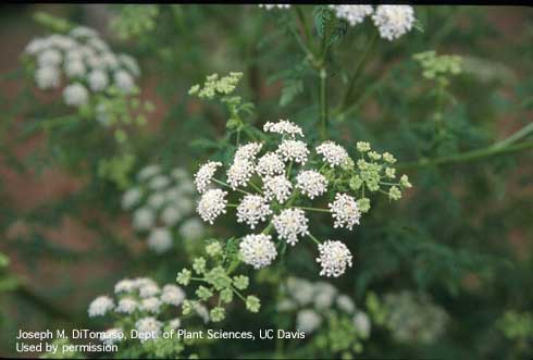 Flowers of poison hemlock, <i>Conium maculatum.</i>.