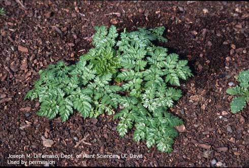 Rosette growth of poison hemlock, <i>Conium maculatum,</i> showing pinnate or featherlike-leaf growth form.