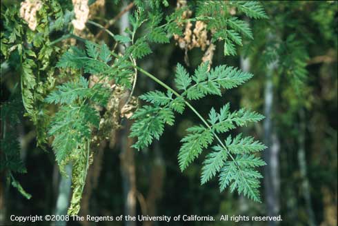 Mature leaf of poison hemlock, <i>Conium maculatum.</i>.