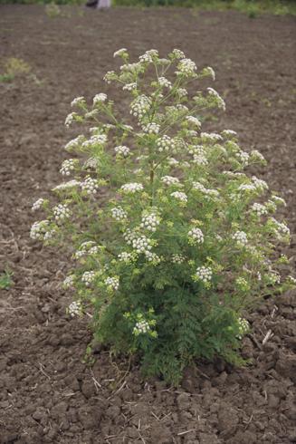 Poison hemlock, <I>Conium maculatum.</I>.