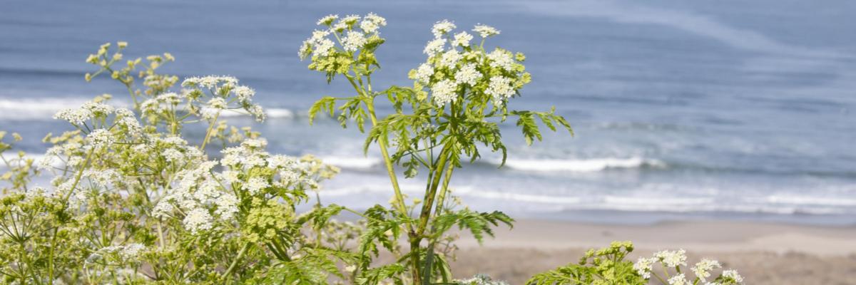 Mature poison hemlock plant with multiple inflorescences and reddish markings on stems. Credit: Larry L. Strand