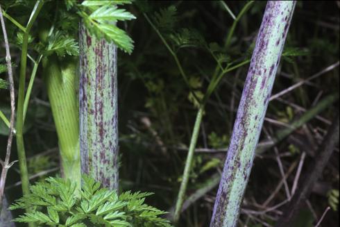 Purple blotches on the stem of poison hemlock, <I>Conium maculatum.</I>.