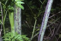 Purple-speckled stem of poison hemlock.