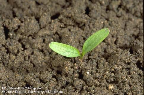 Seedling at the cotyledon stage.    Credit: Jack Kelly Clark