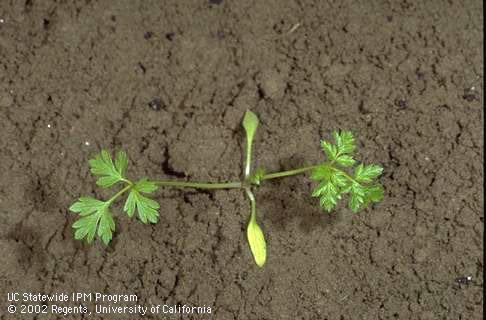 Seedling of poison hemlock, <I>Conium maculatum,</I> at the two-leaf stage. 