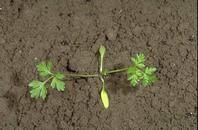 Poison hemlock seedling