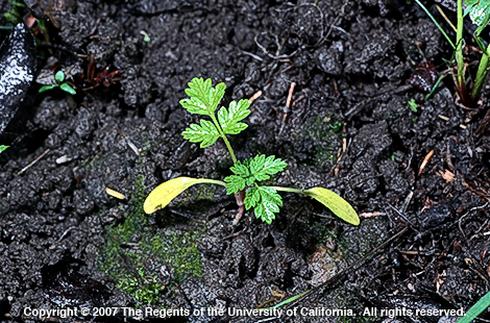 Seedling of poison hemlock, <I>Conium maculatum.</I>  .