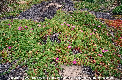 Hottentot fig, <I>Carpobrotus edulis,</I> infestation in a sand dune.  