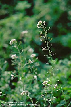 Shepherd's-purse, a weed in the mustard family