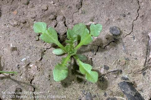 Seedling of shepherd's purse.