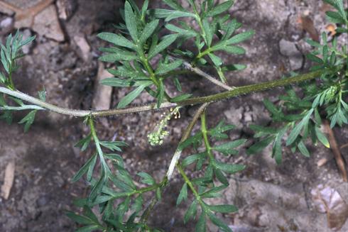 Flowering swinecress, <I>Coronopus didymus.</I>  .