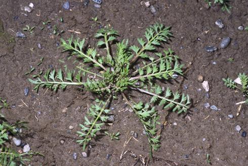 Rosette of swinecress, Coronopus didymus.    Credit: Joseph M. DiTomaso
