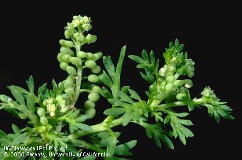The leaves, flowers, and seed heads of wartcress, Coronopus didymus (Cruciferae).   Credit: Jack Kelly Clark