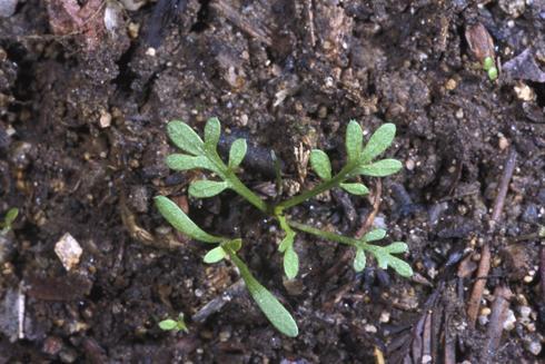 Seedlings of swinecress, <I>Coronopus didymus.</I>  .