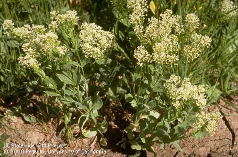 Mature plant of hoary cress.