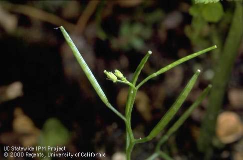 Seed heads and developing inflorescence of common or lesser seeded bittercress, Cardamine oligosperma.
