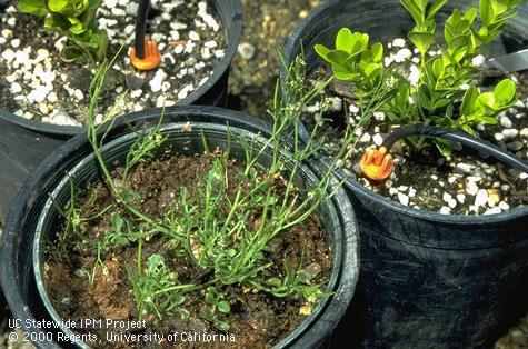 Lesser seeded bittercress infesting a container.