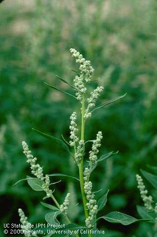 Flower of lambsquarters.